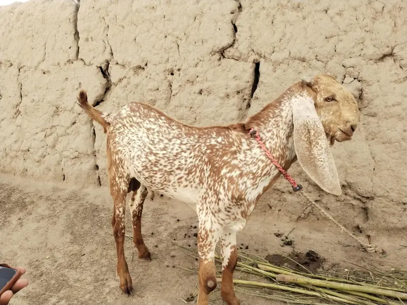 makkhi chhina bakra for sale call 03091039419 — photo 3