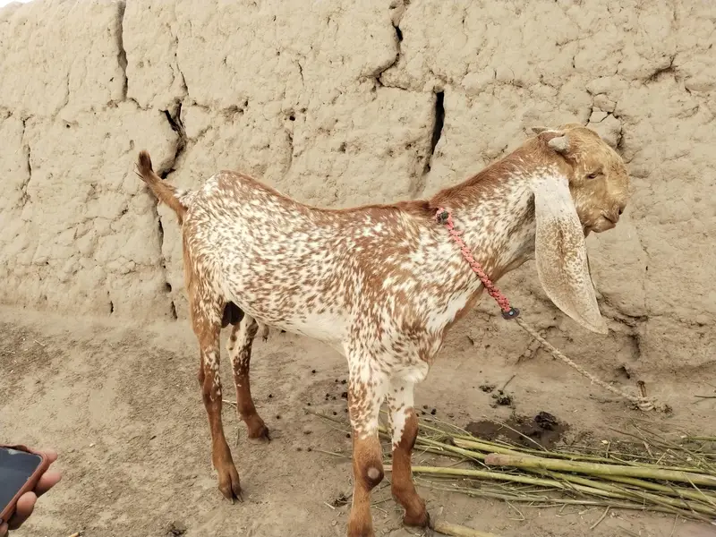 makkhi chhina bakra for sale call 03091039419 — photo 4