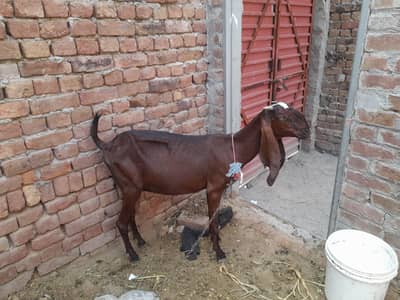 ragan puri dasi bqckri