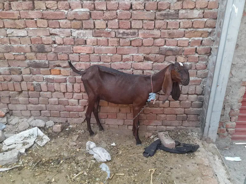 ragan puri dasi bqckri — photo 2