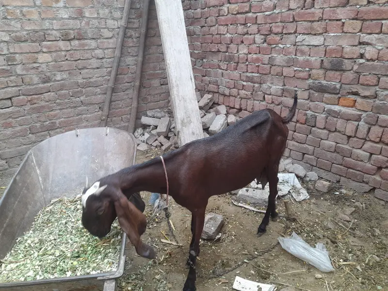 ragan puri dasi bqckri — photo 3