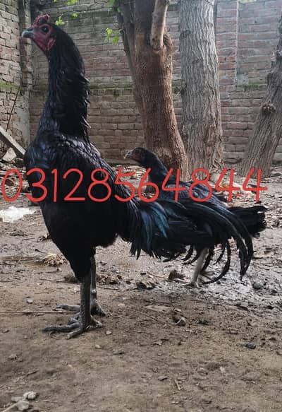 thai black dragon 