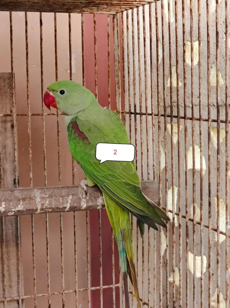 Phari toty hn umr 4 mAh he — photo 2