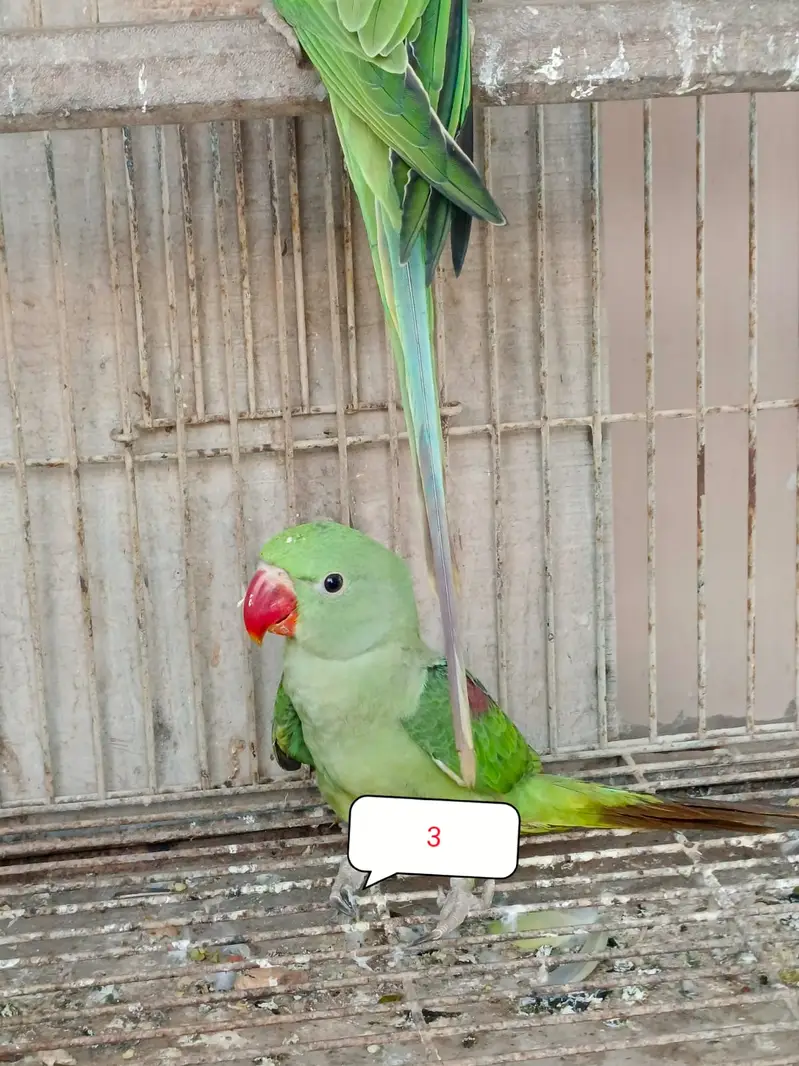 Phari toty hn umr 4 mAh he — photo 3