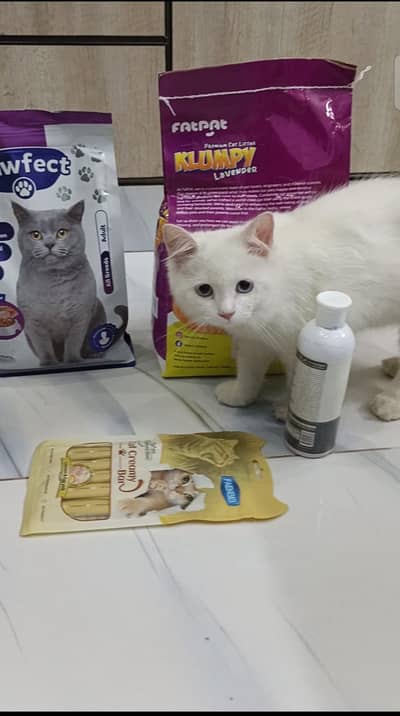 Persion Female Kitten for sale
