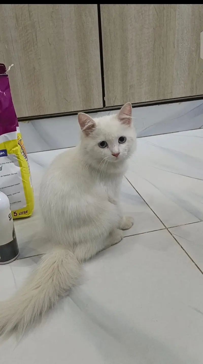 Persion Female Kitten for sale — photo 2