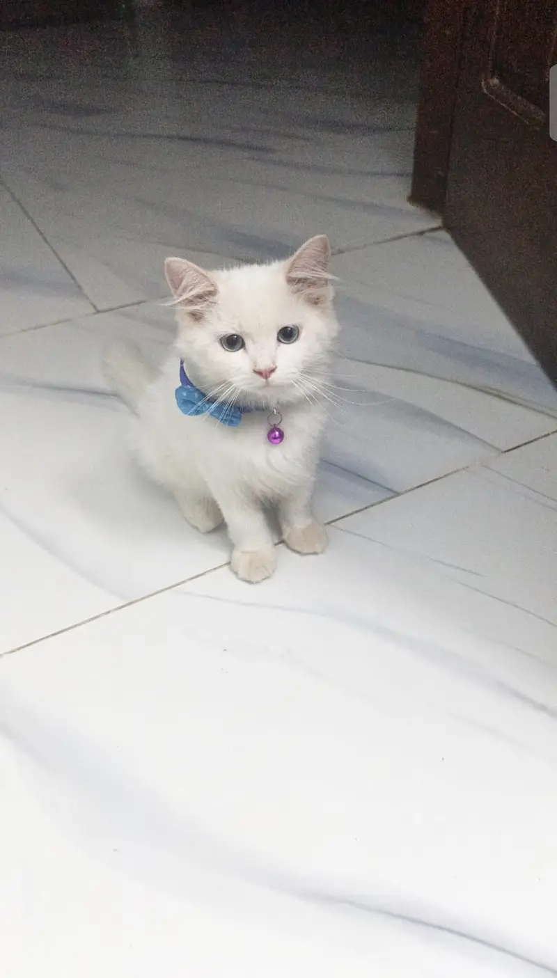 Persion Female Kitten for sale — photo 3