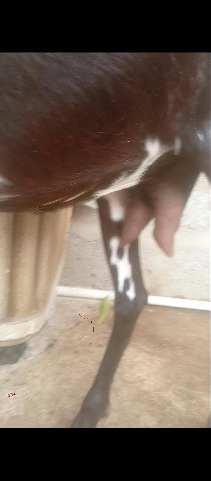 Bakri 3