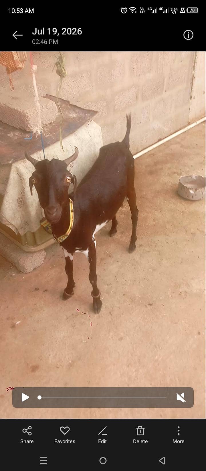 Bakri 4