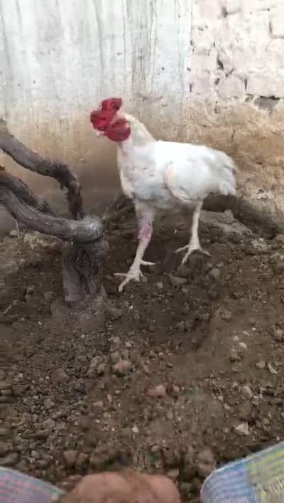 paper white male for sale