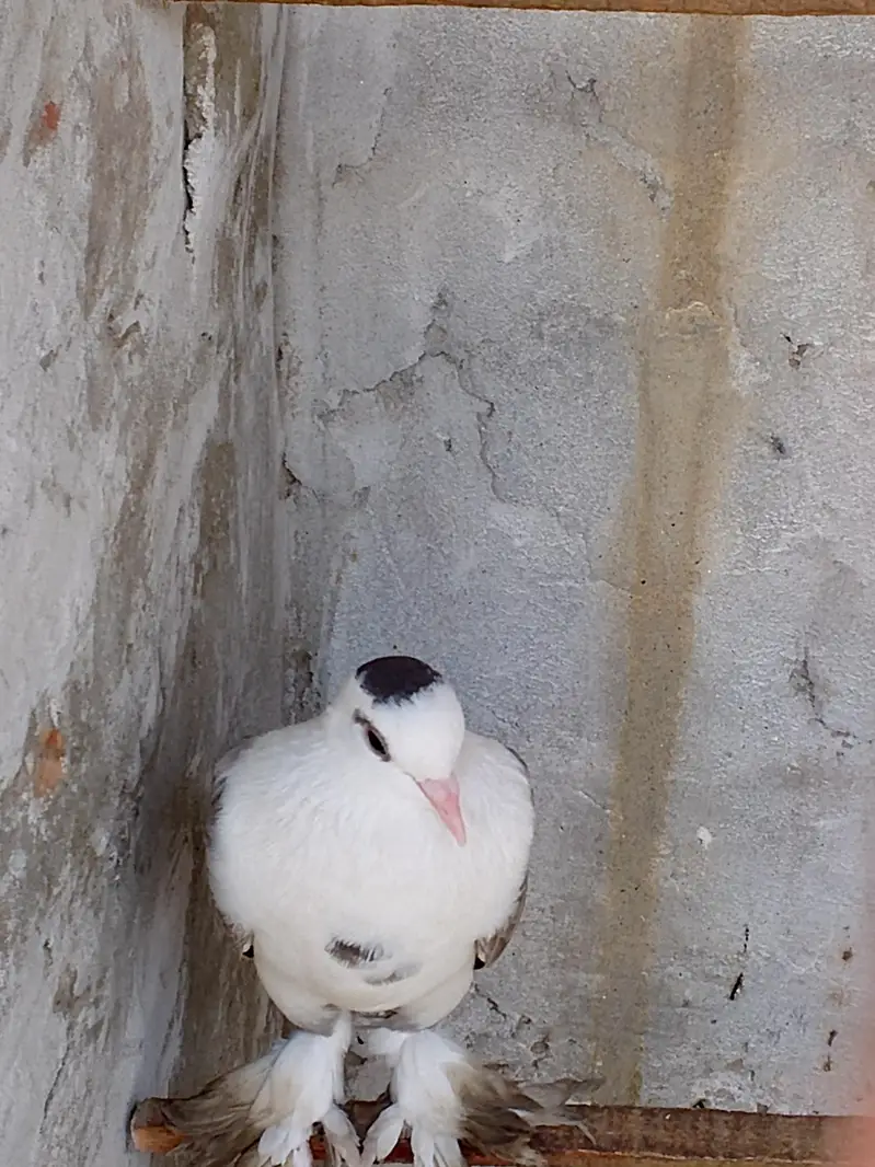 Chandan choia — photo 3