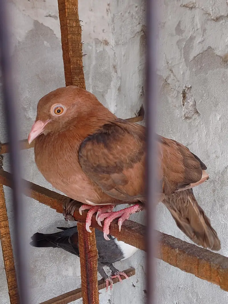 Chandan choia — photo 4