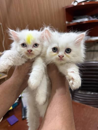 Persian Kitten for sale/Adoption