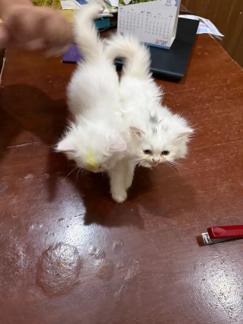 Persian Kitten for sale/Adoption — photo 2