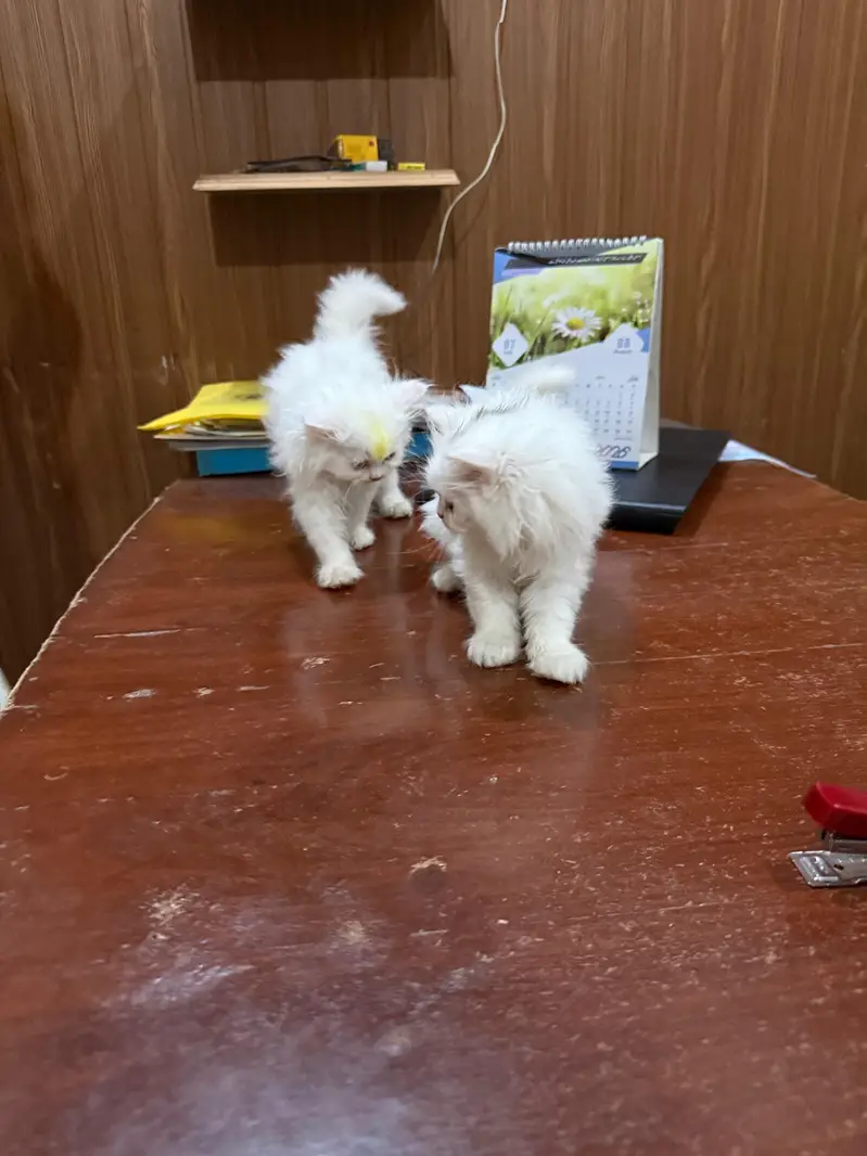 Persian Kitten for sale/Adoption — photo 3