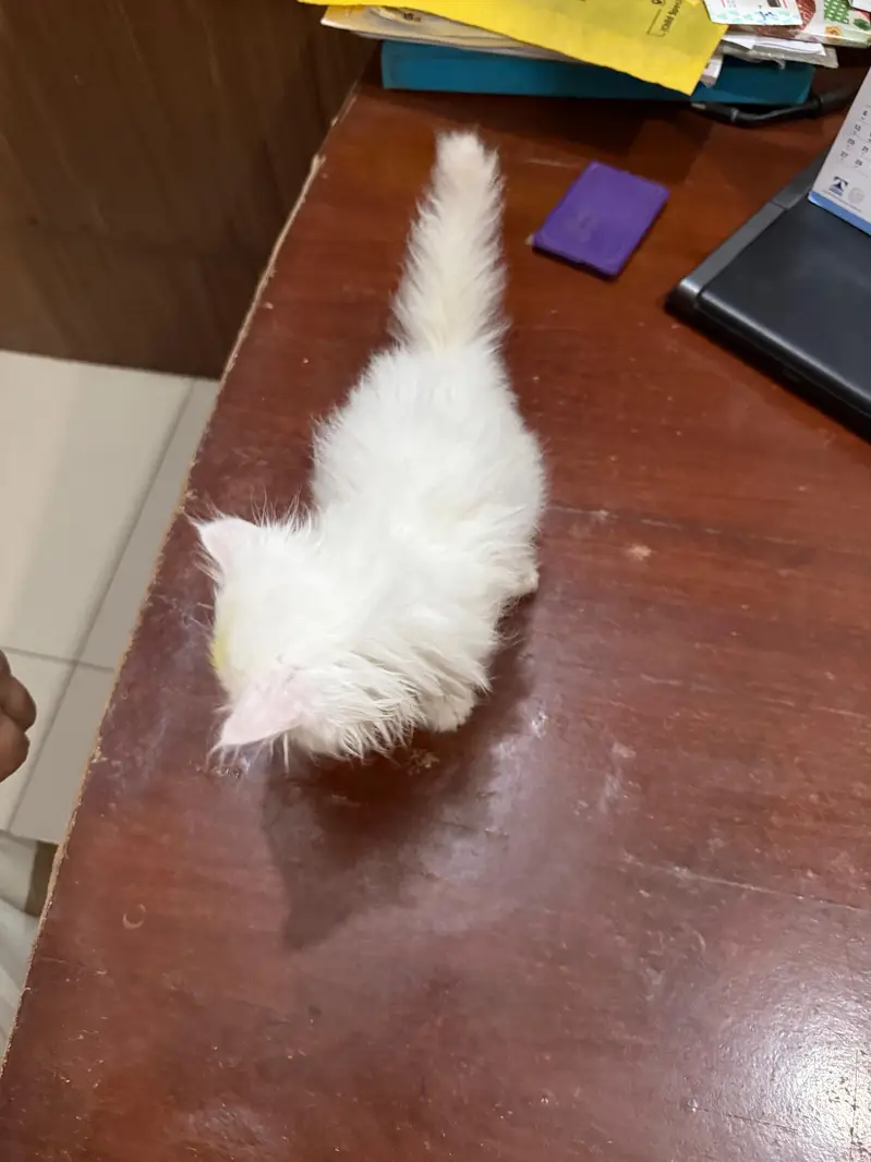 Persian Kitten for sale/Adoption — photo 4