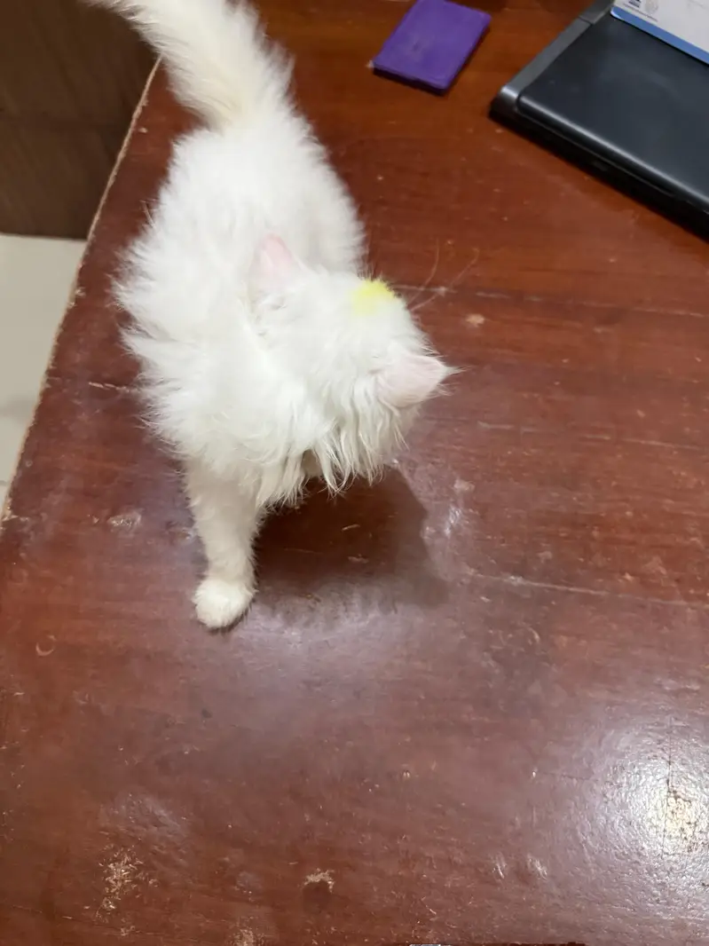 Persian Kitten for sale/Adoption — photo 5