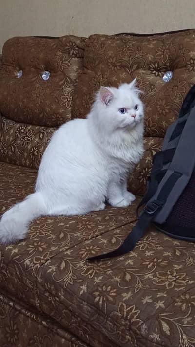 Male Persian