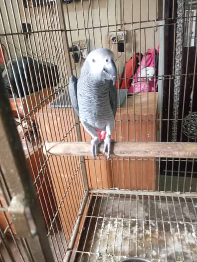 mashallah jumbo size african gray talking meetho hello kon hai bohut s