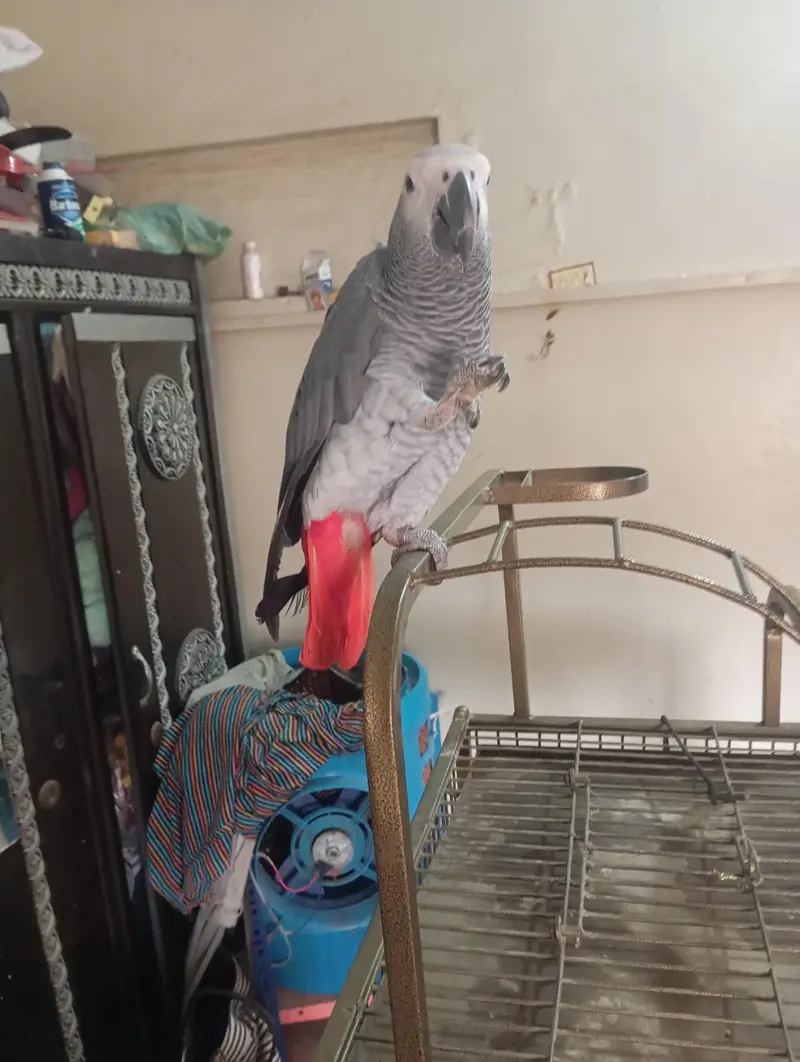 mashallah jumbo size african gray talking meetho hello kon hai bohut s — photo 2