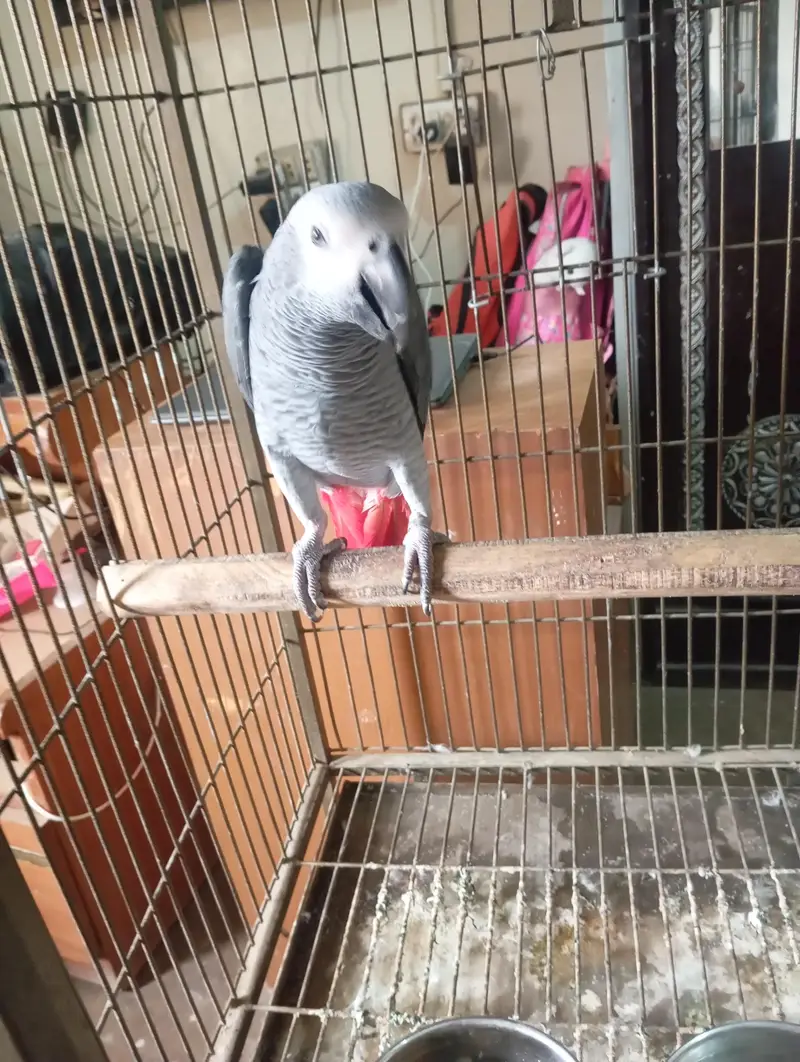 mashallah jumbo size african gray talking meetho hello kon hai bohut s — photo 3