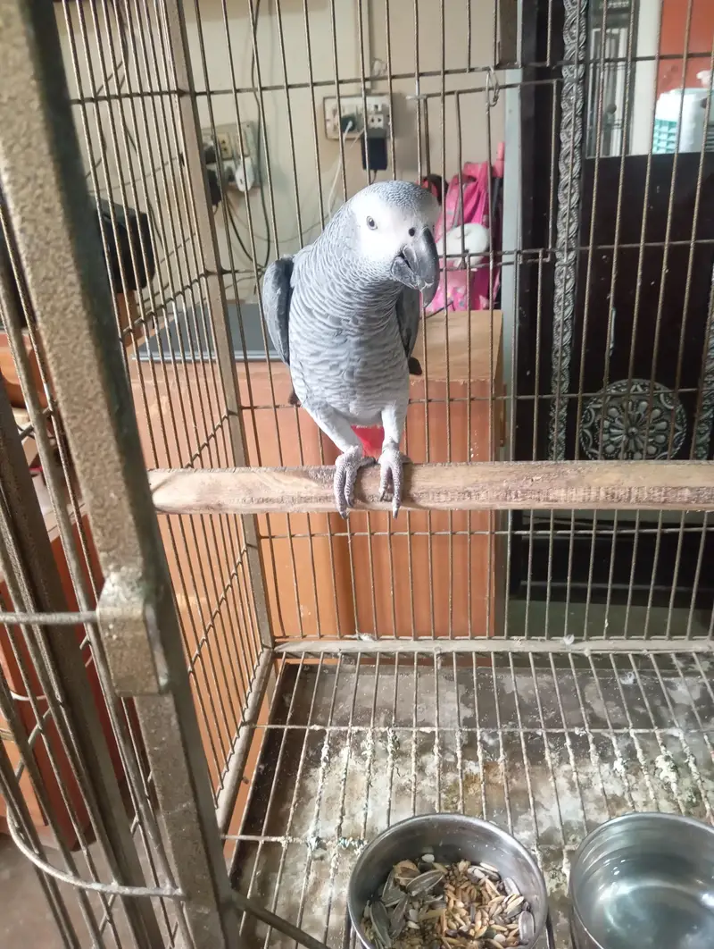 mashallah jumbo size african gray talking meetho hello kon hai bohut s — photo 4