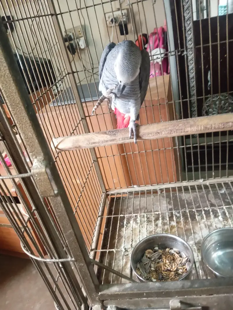 mashallah jumbo size african gray talking meetho hello kon hai bohut s — photo 5