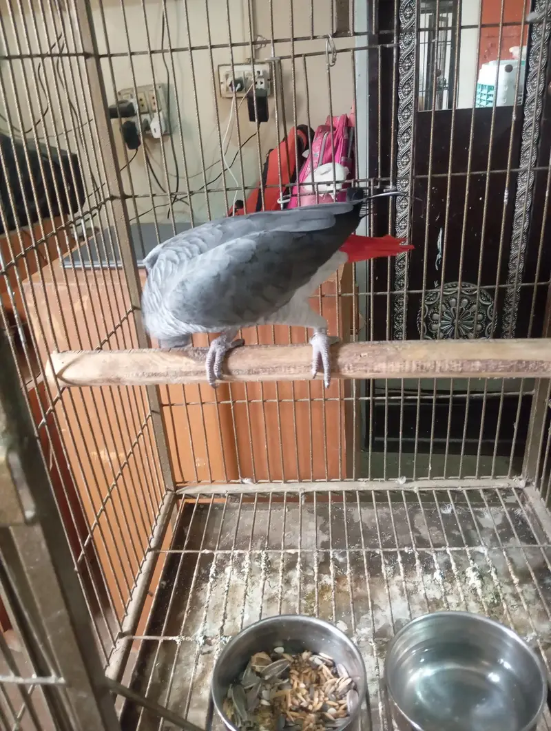 mashallah jumbo size african gray talking meetho hello kon hai bohut s — photo 6