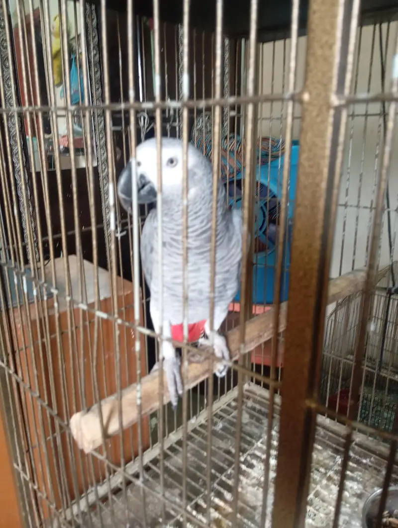 mashallah jumbo size african gray talking meetho hello kon hai bohut s — photo 7