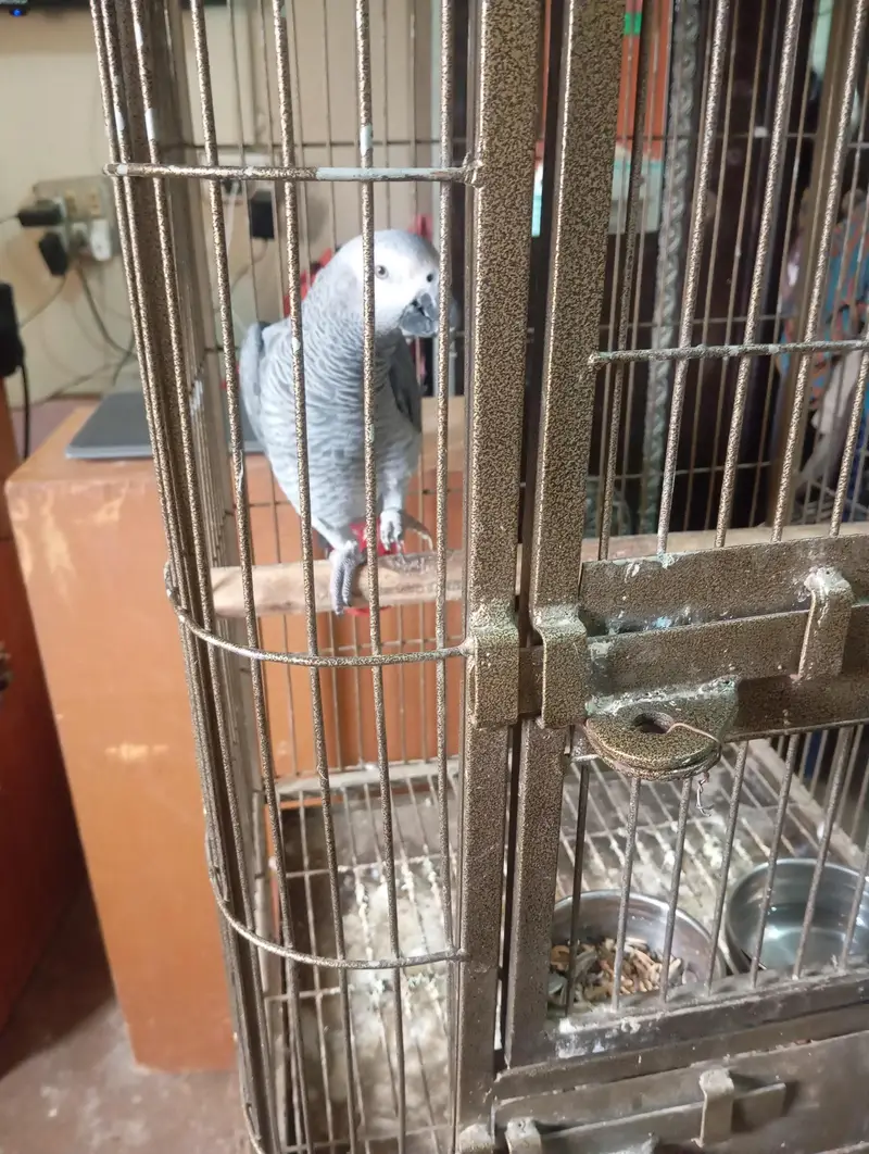 mashallah jumbo size african gray talking meetho hello kon hai bohut s — photo 8