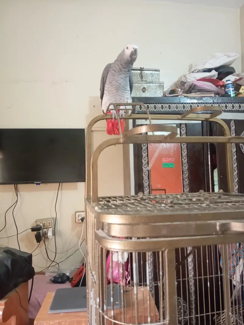 mashallah jumbo size african gray talking meetho hello kon hai bohut s — photo 9
