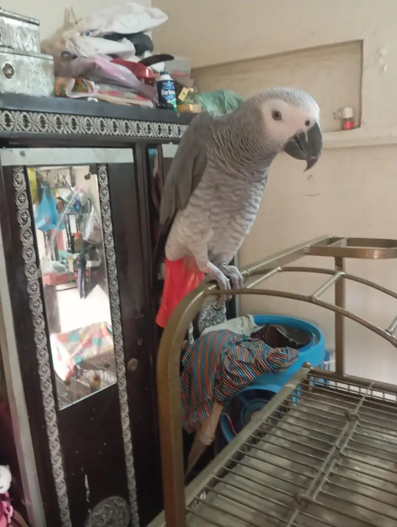 mashallah jumbo size african gray talking meetho hello kon hai bohut s — photo 10