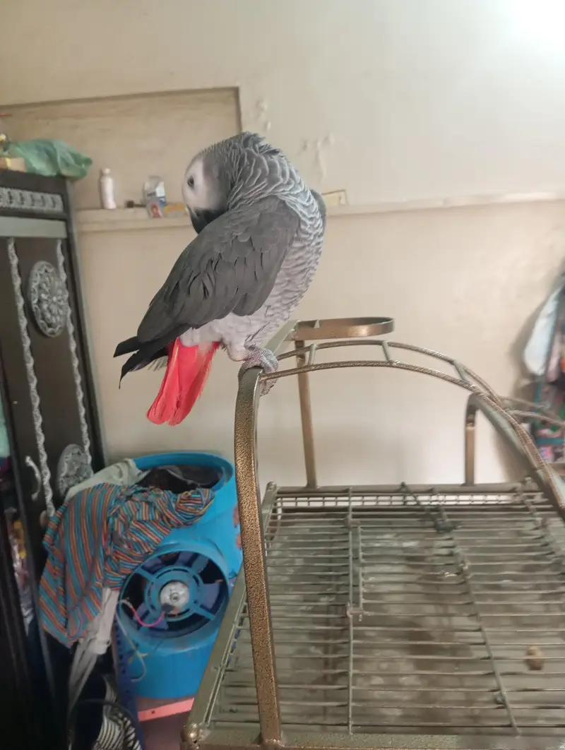 mashallah jumbo size african gray talking meetho hello kon hai bohut s — photo 11