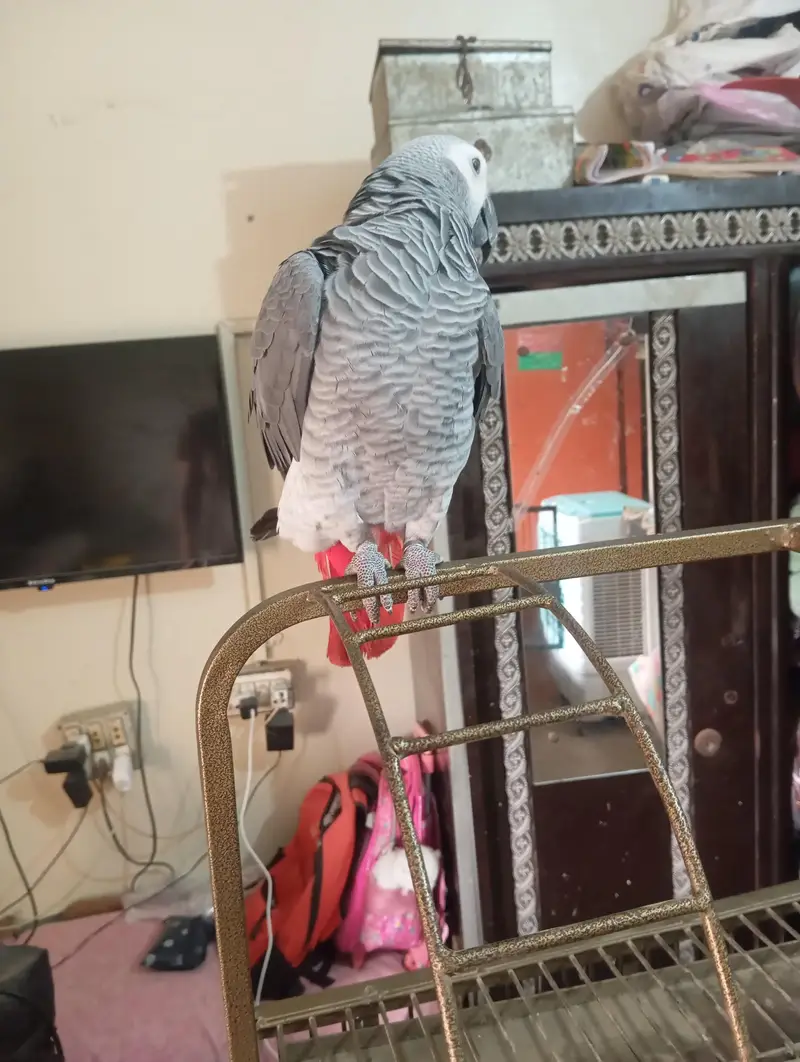 mashallah jumbo size african gray talking meetho hello kon hai bohut s — photo 12