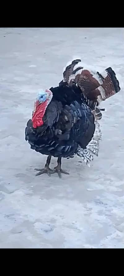tarki breeder jora 14000 tarki chick 3 month jora 6000 wat 03254858812