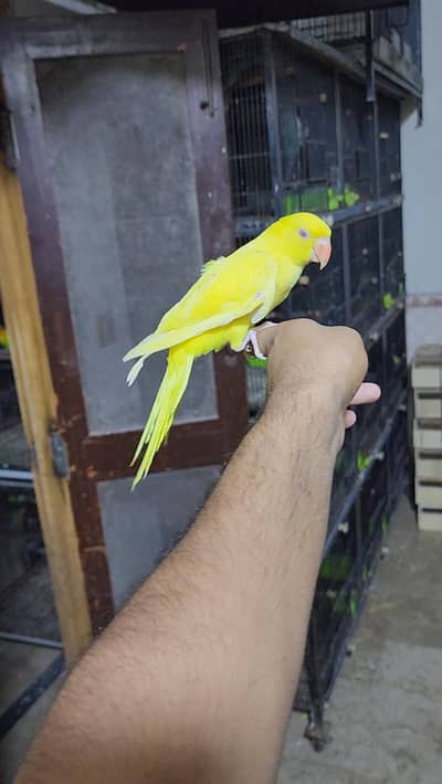 Yellow Ringneck