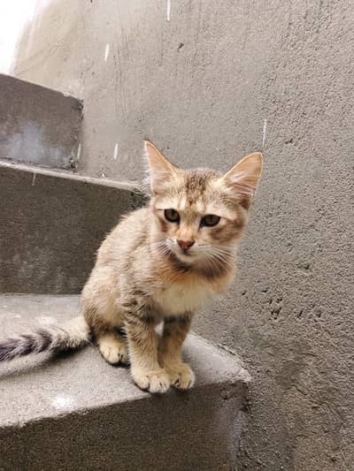 cat for sale