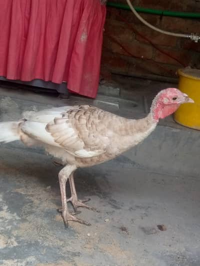 Brown turkey available 1 pcs