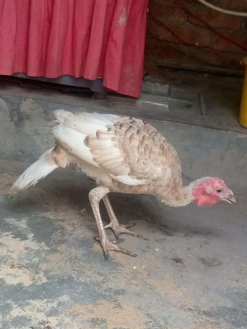 Brown turkey available 1 pcs — photo 2