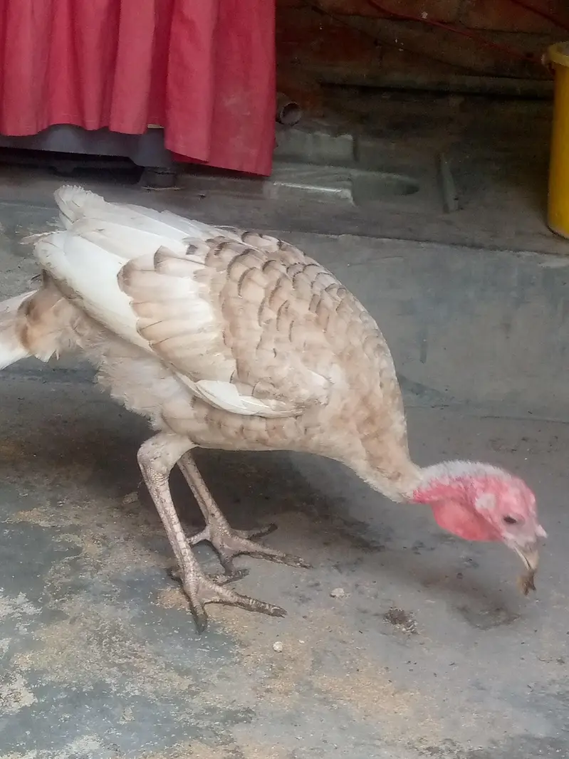 Brown turkey available 1 pcs — photo 3