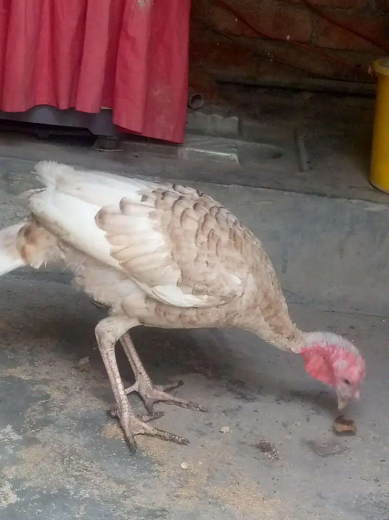 Brown turkey available 1 pcs — photo 4