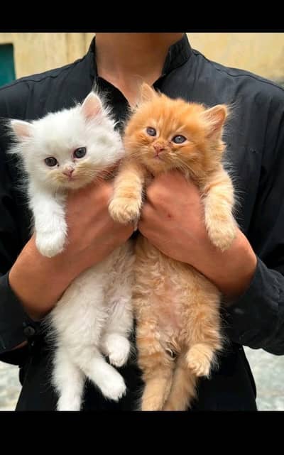 triple coat perisan punch face kitten