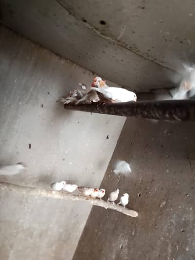 finches for sale