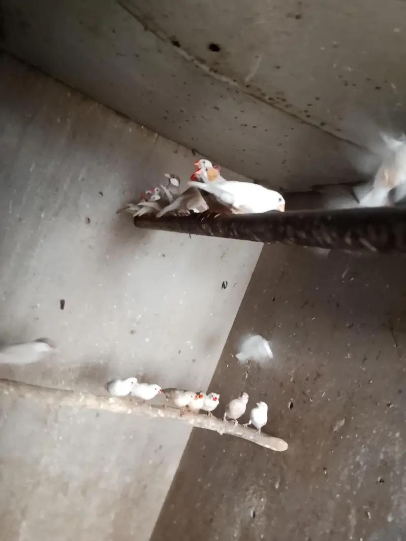 finches for sale