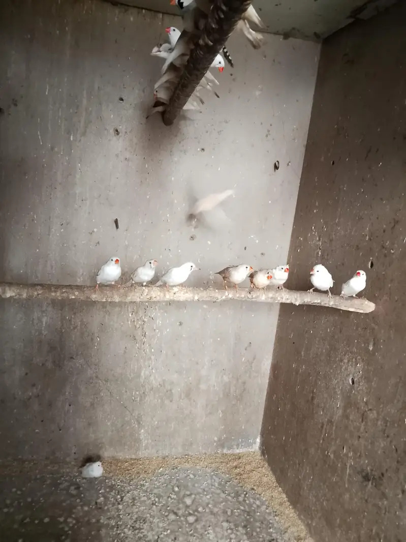 finches for sale — photo 2