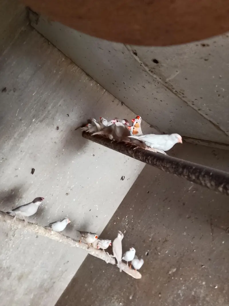 finches for sale — photo 3