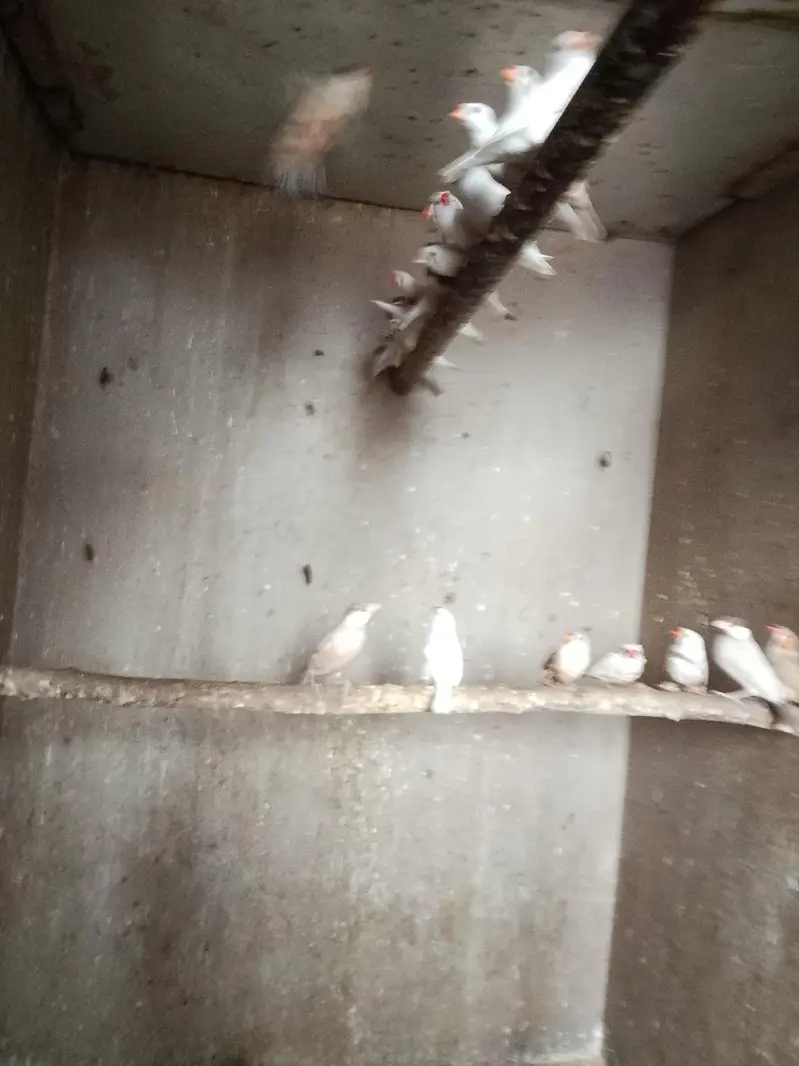 finches for sale — photo 6