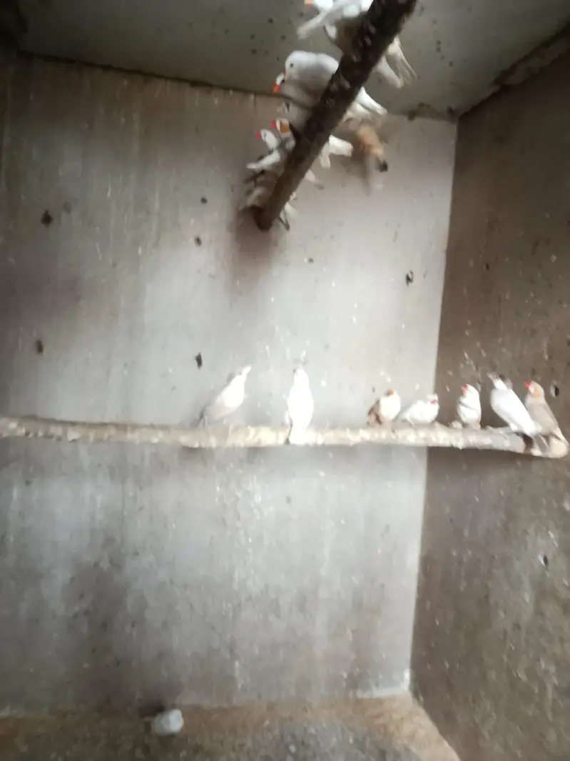 finches for sale — photo 7
