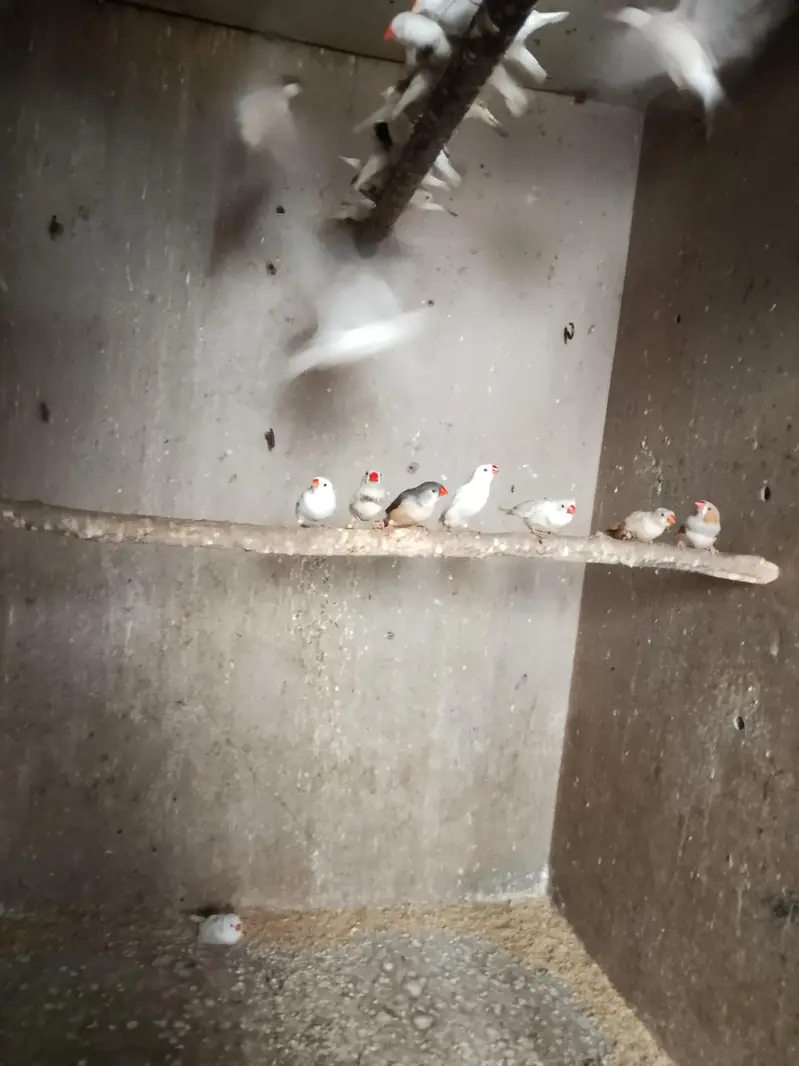finches for sale — photo 8
