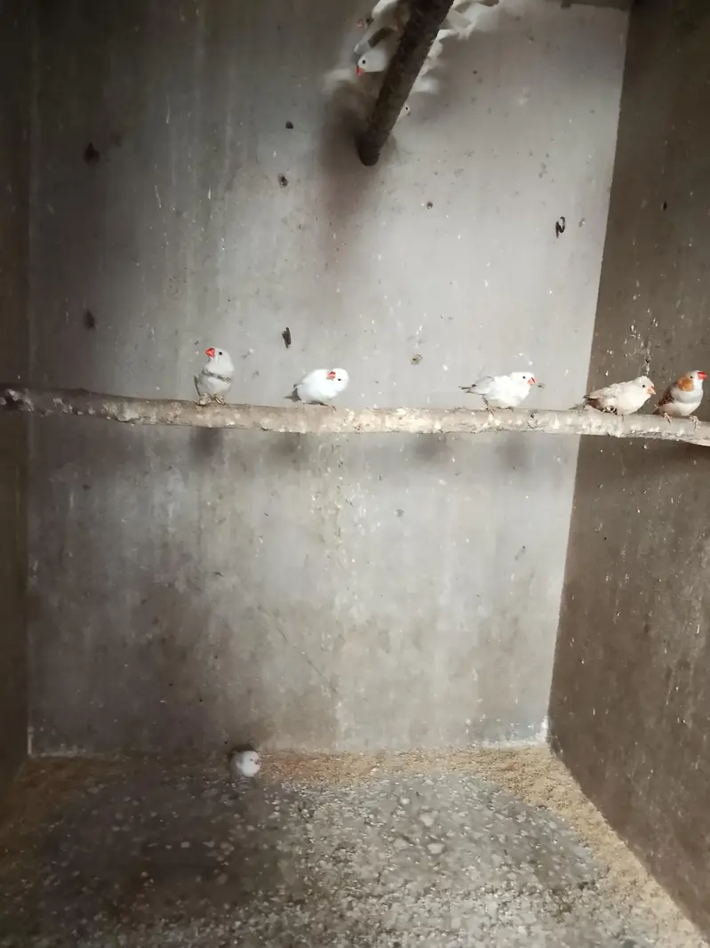 finches for sale — photo 9